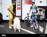 yates-dog