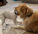 Chomp