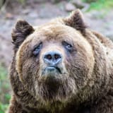 bear
