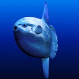 tsunfish