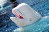 beluga whale