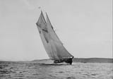 bluenose