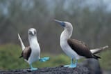 blue_boobies