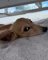 leo sand