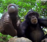 chimp