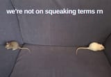 not on squeaking terms