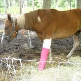 horseryu