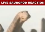 sauropod