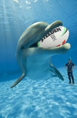 dolphins