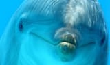 dolphin