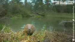 Beaver close up_thumb.jpg