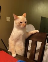 angry cats