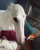 Why the long face?