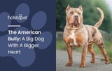 AmericanBully