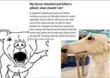 chadzoi