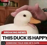 duck