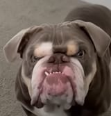 dogsperg