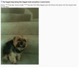 Faggot Dog