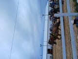 horse_vrooms-10k