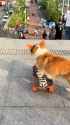 perro patineta_thumb.jpg