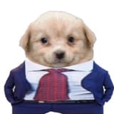 CEO of dog
