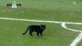 cat-soccer2-2000-43eb41a0748740df87fa344b49e65025