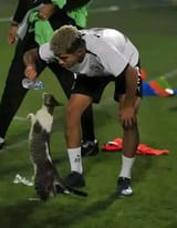 gato agua