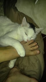 old-picture-of-my-childhood-cat-sucking-on-my-toe-hes-a-v0-tajln5oila4c1