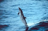 Schlankdelfin