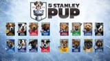 stanleypup