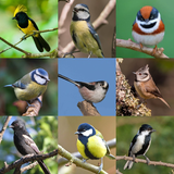 tits_collage