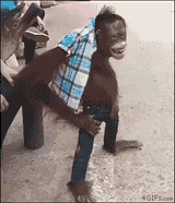 based monkey