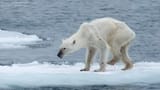 skinny-polar-bear-svalbard