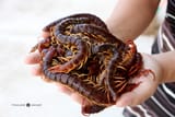 edible-giant-centipedes