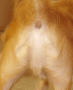 chien (1)