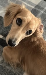 leolook