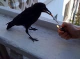 crows-