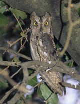 Birds_Otus_scops_1