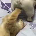 boxing cat_thumb.jpg
