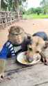 Perro pasta_1 (1)_thumb.jpg