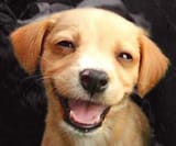 happydogg