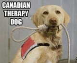 canadiantherapydog