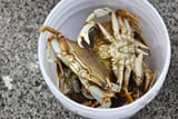 crabs