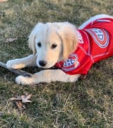 habs_pupper1