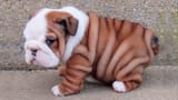real nice dog