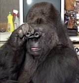 monke observing