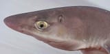 Dogfish head - Aiguillat_commun_(tete)
