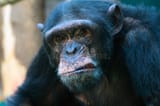 closeup-angry-chimpanzee-20627334