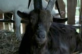 The-Witch-The-VVitch-Black-Phillip