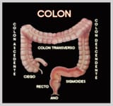 colon_jpg